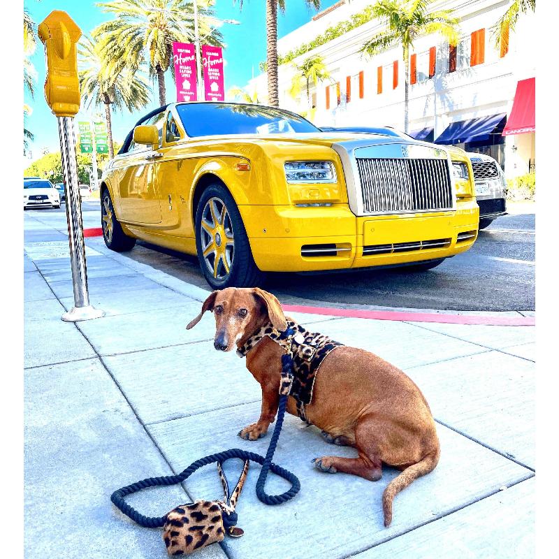 Luxury Leather Dog Leash Wildest One