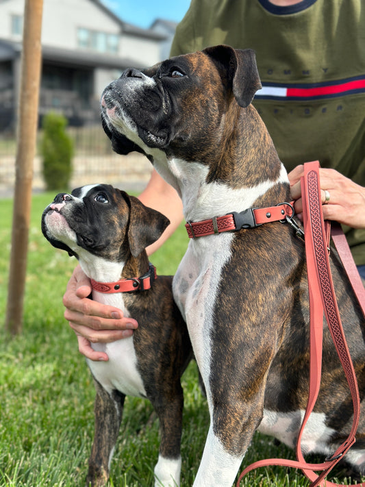 Purrfect Pet Kingdom Celtic Sport Leather Collar and Leash Set (X-Large 16"-26", Coral) - Premium Dog Collar And Leash > Leather Dog Collars & Leash Set > Quality Leather Dog Collar And Leash Set