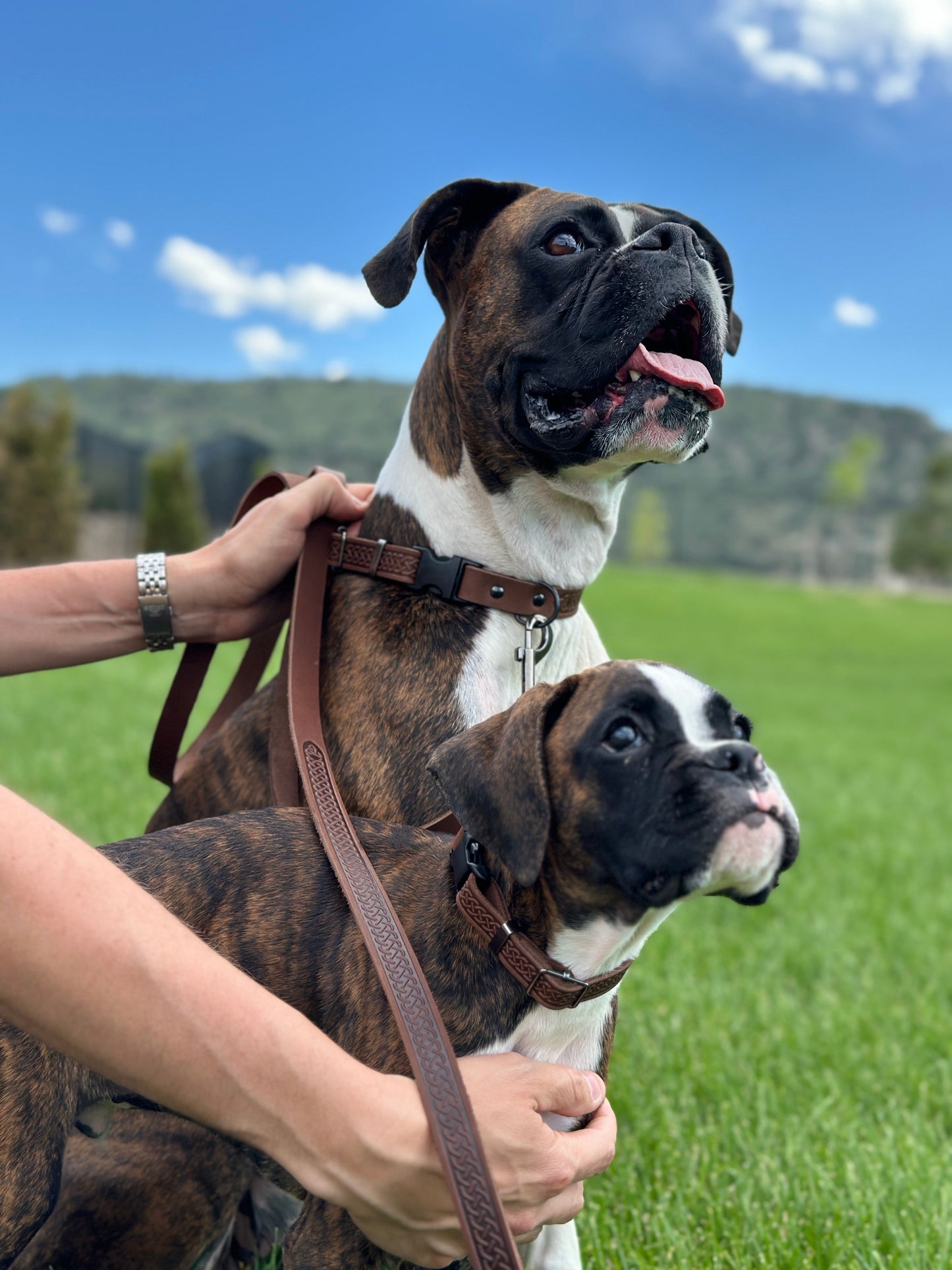 Celtic Sport Chocolate Leather Dog Leash - dog leash > leather dog leash > quality leather dog leash - Euro - Dog Collars and Leads