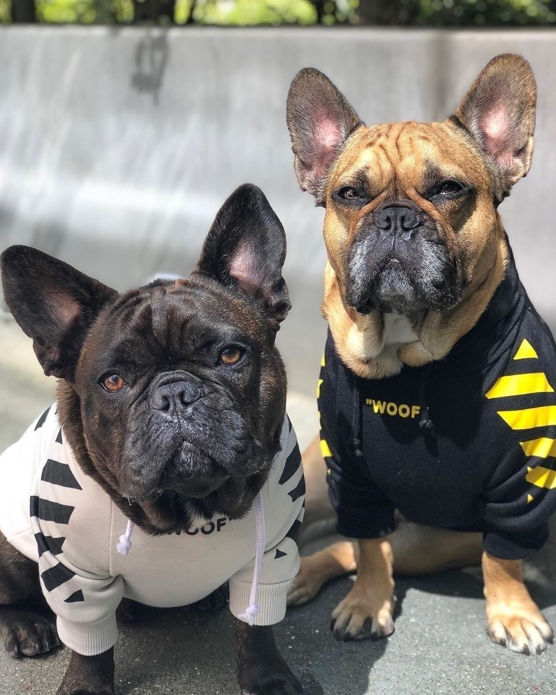 Dog Hoodie Fresh Pawz Woof Stylish Comfortable ๐ถ