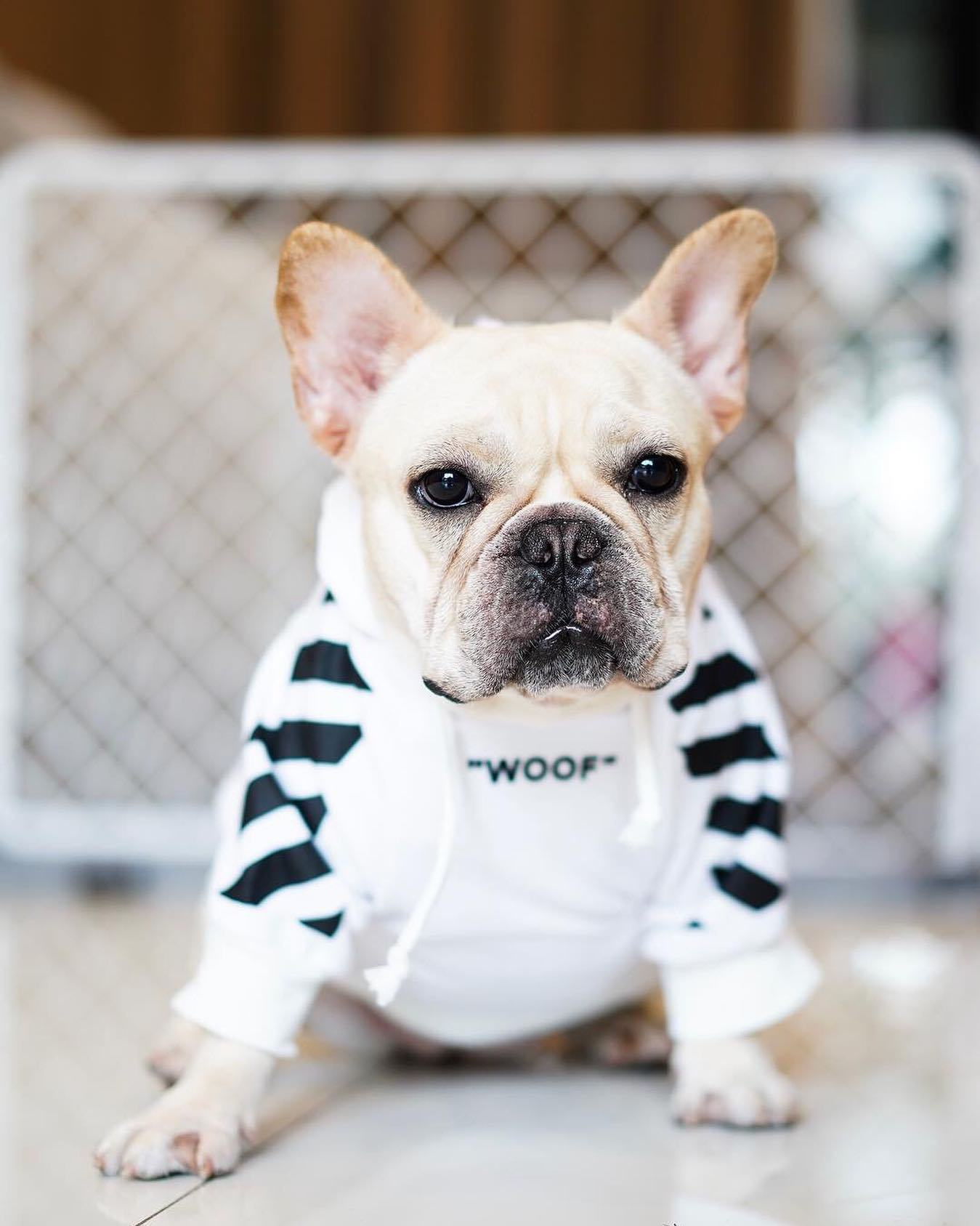 Dog Hoodie Fresh Pawz Woof Stylish Comfortable ๐ถ