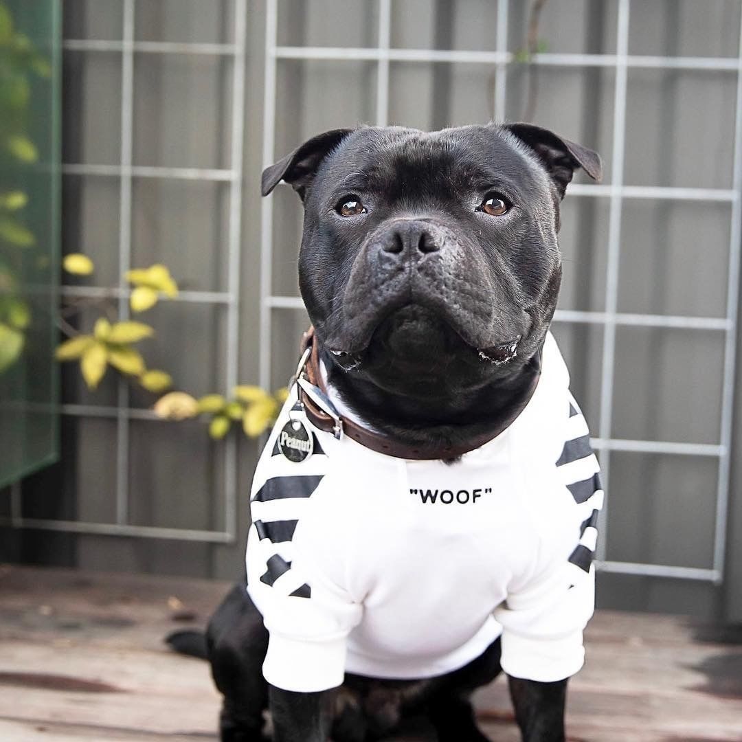 Dog Hoodie Fresh Pawz Woof Stylish Comfortable ๐ถ