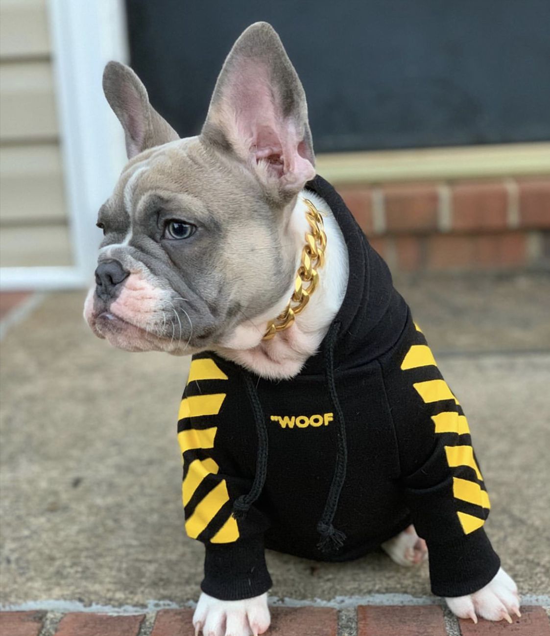 Fresh Pawz Woof Dog Hoodie - Purrfect Pet Kingdom