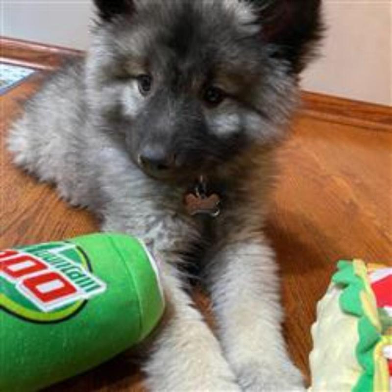 Mountain Poo Plush Dog Toy