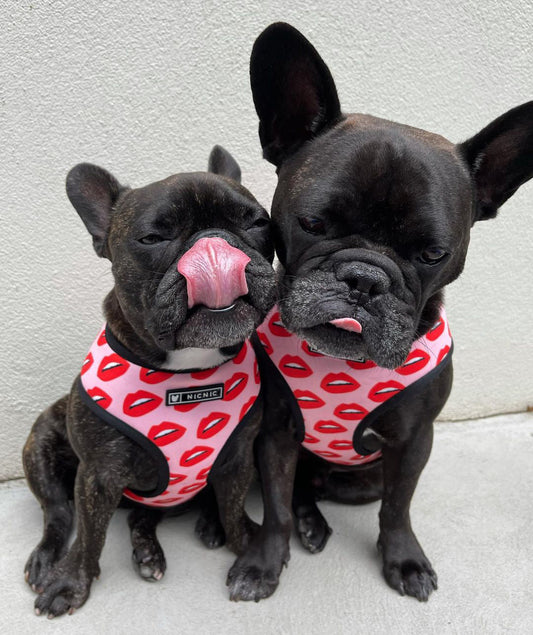 Luxury Red Lips Breathable Mesh Harness Chest Back + Traction - Purrfect Pet Kingdom