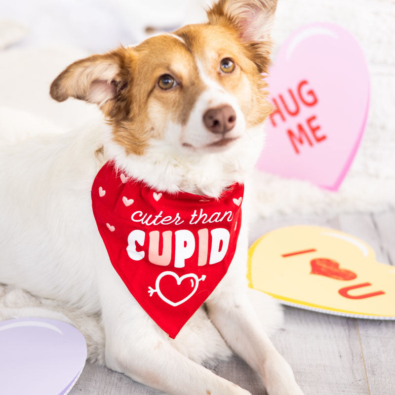 Valentine's Cuter than Cupid Dog Bandana, S/M