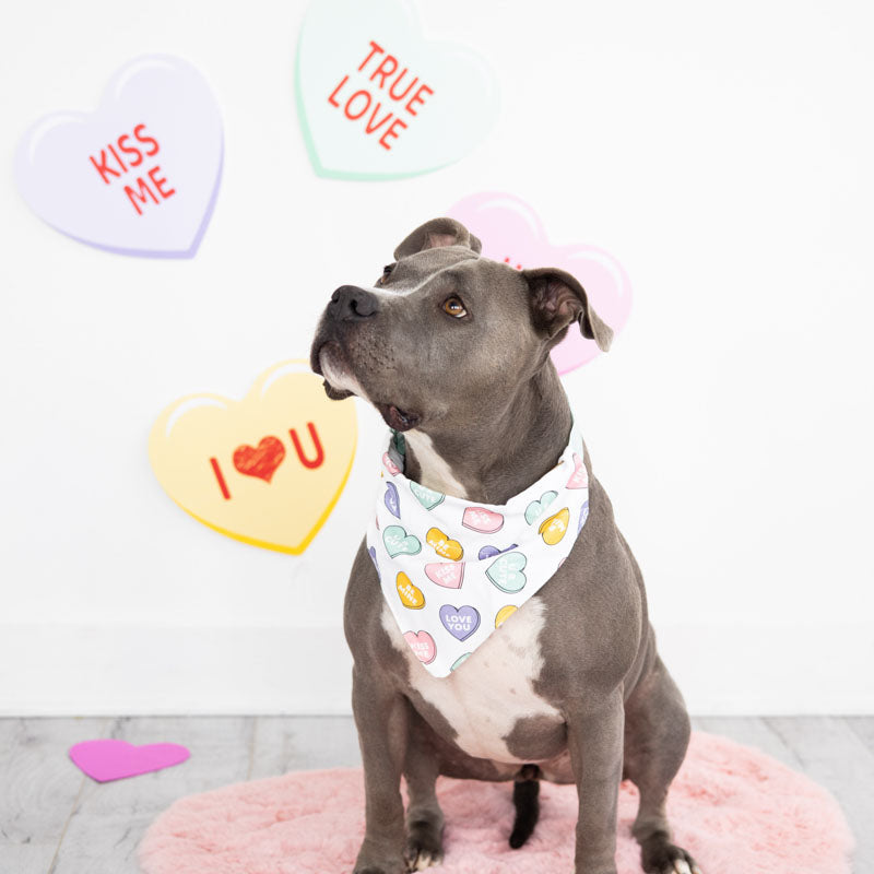 Valentine's Conversation Hearts Dog Bandana, M/L