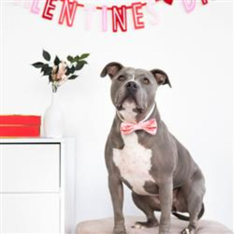 Valentine's Be My Valentine Dog Bowtie, M/L