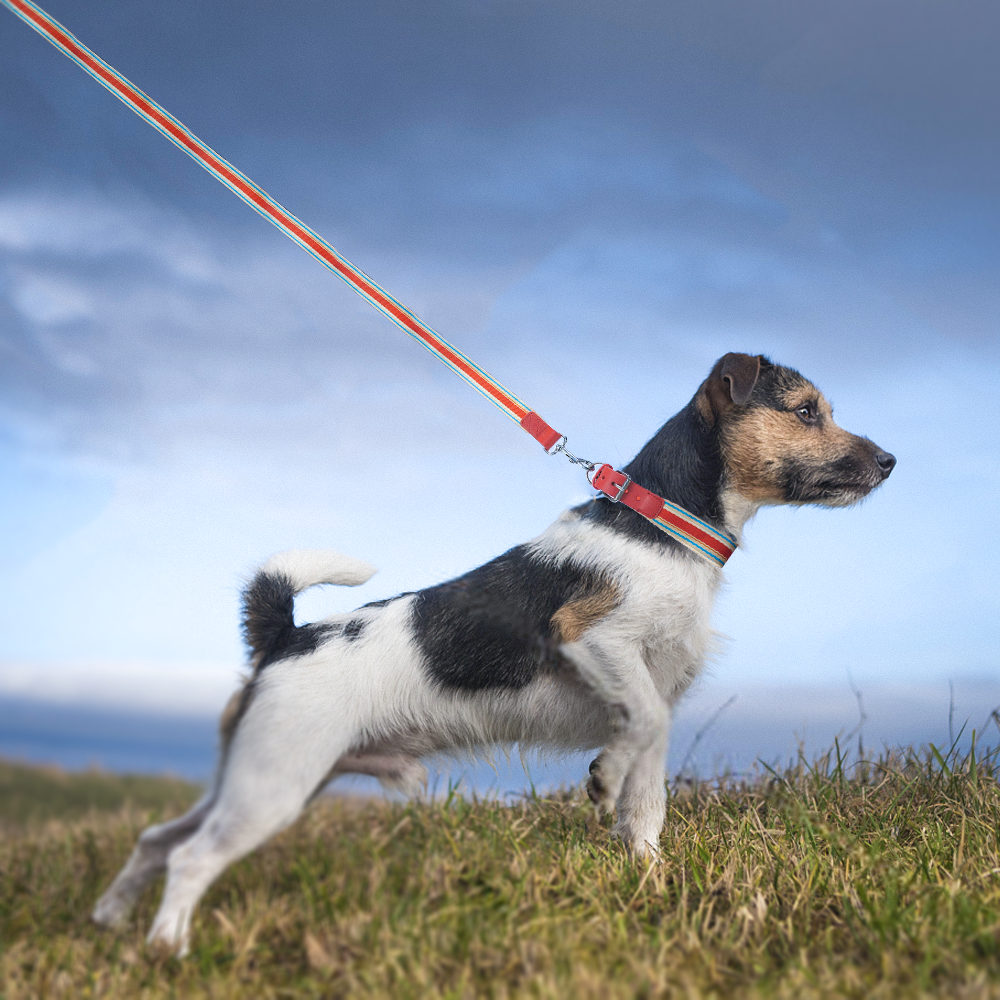 Adjustable Dog Collar And Leash Set ๐ - Purrfect Pet Kingdom