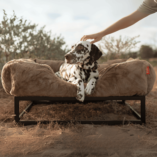 The FÜZI Dog Bed