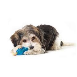 Mini Orka Chew Pair Bone & Dumbbell Dog Toys - 2 Pack