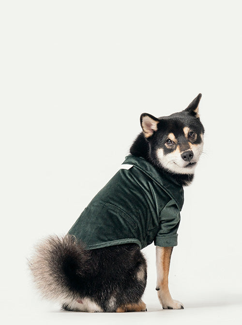 Stainway Shirt Green Dog Apparel Premium Pet Supply Premium - detail view