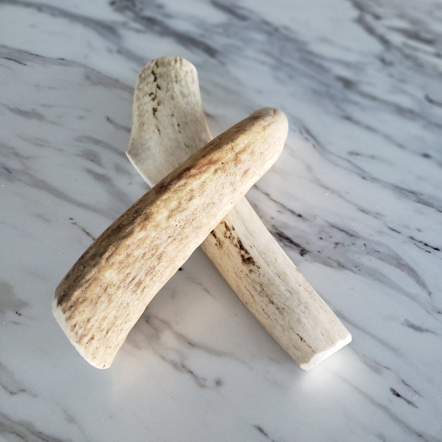 Medium Whole Elk Antler Dog Chew - Purrfect Pet Kingdom