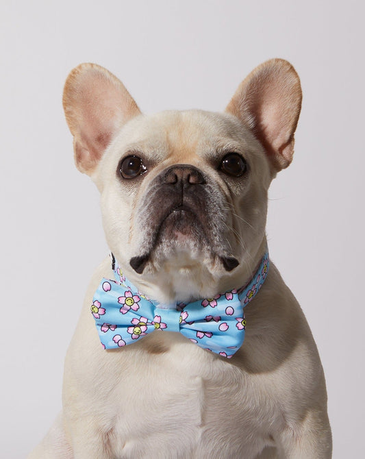Smiling Sakura Dog Collar & Bowtie