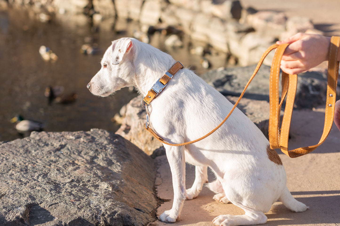 Dog Collar Pro Line Hunting Khaki Leather Leash for Comfort - detail product image for dog collar