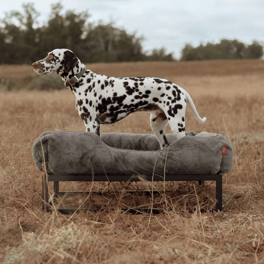 The FÜZI Elevated Dog Bed