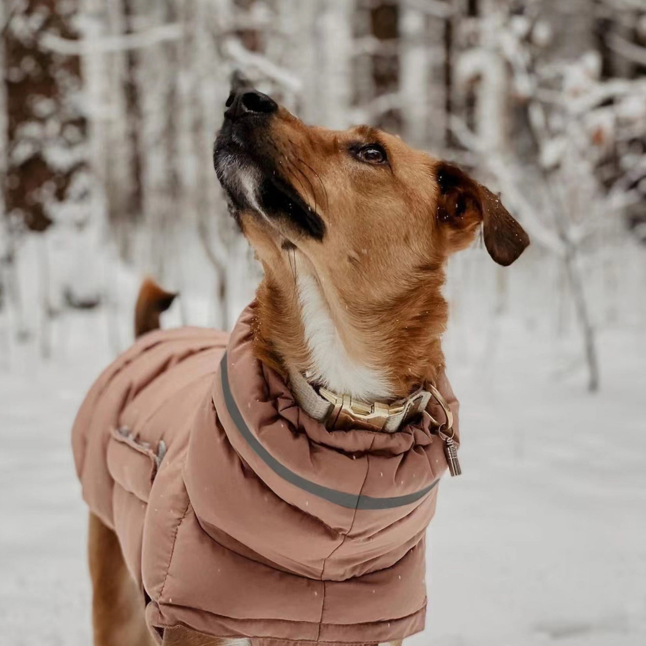 Dog clothing thickened warm waterproof windproof two leg coat pet vest cotton coat - Purrfect Pet Kingdom