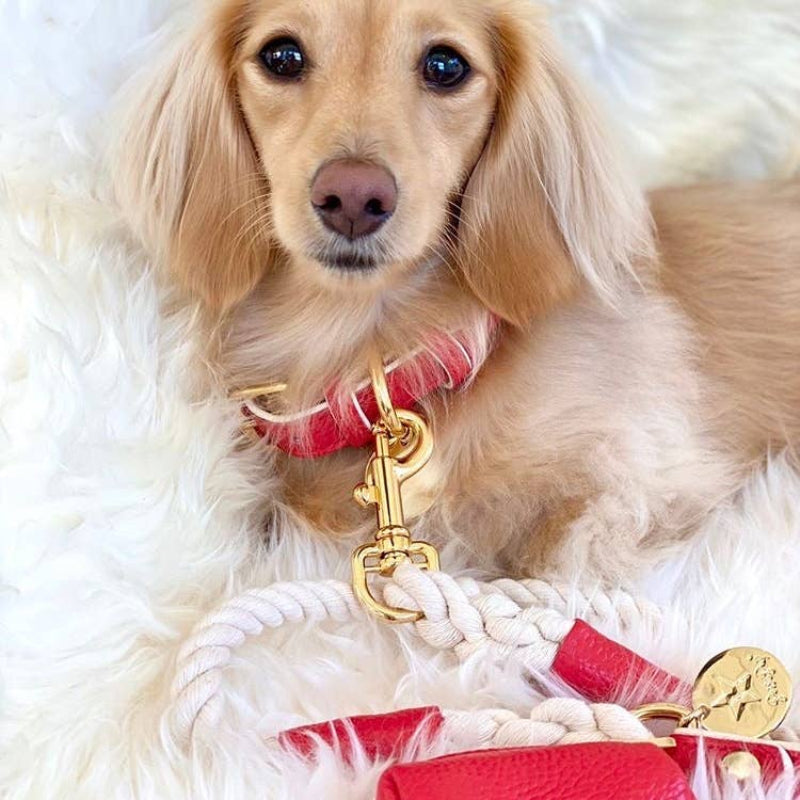 Melting Hearts Red Luxury Dog Collar