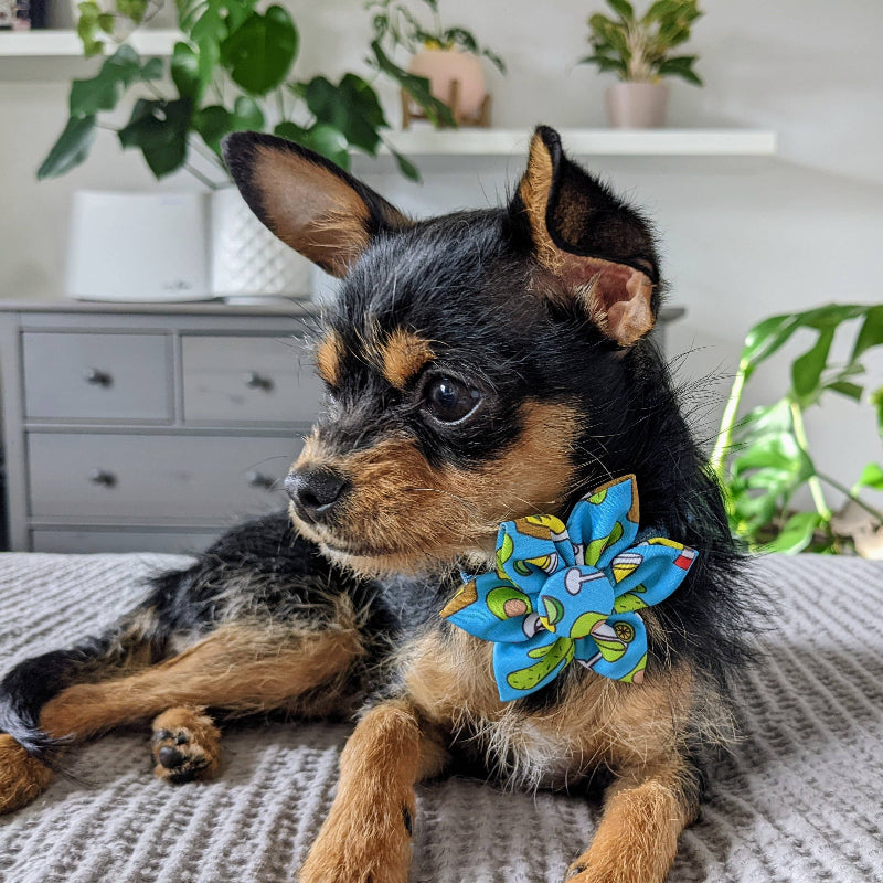 Cinco Fiesta Pinwheel Pet Collar Attachment - 2 Sizes
