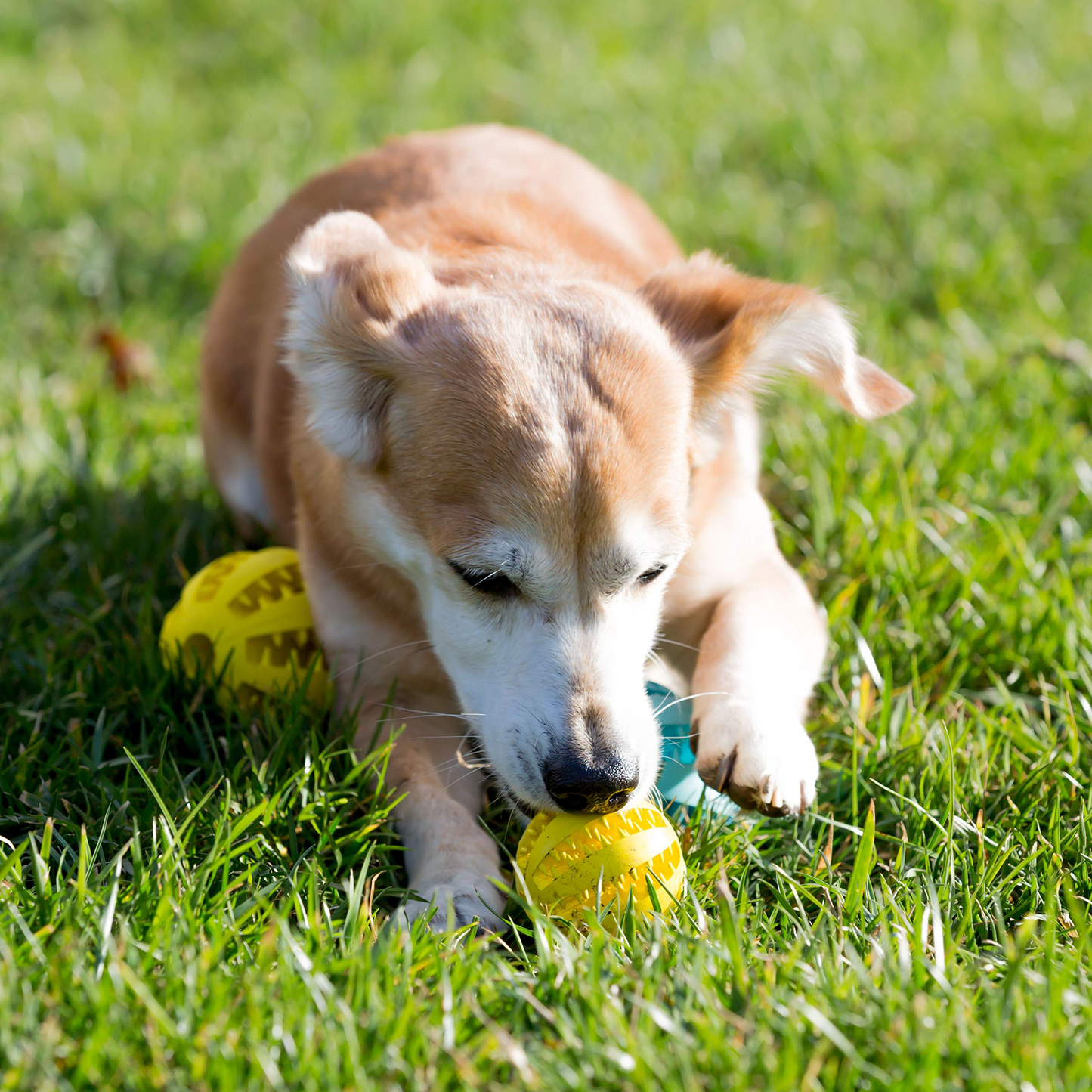 Dog Treats 2 5 Squeaky Interactive Dog Balls for Puppy Teeth