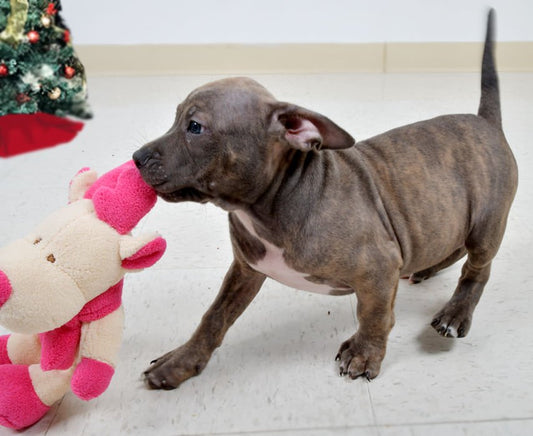 Jeffers Plush Bright Winter Pals Squeaker Dog Toys, 3 pk