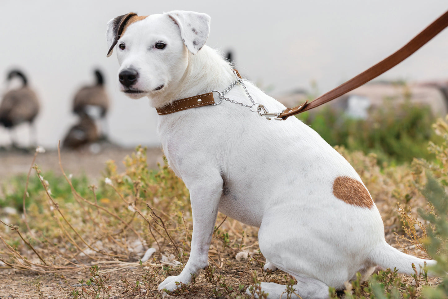 Dog Collar Martingale Earth Brown Leather Collar for Comfort - size and texture image for dog collar