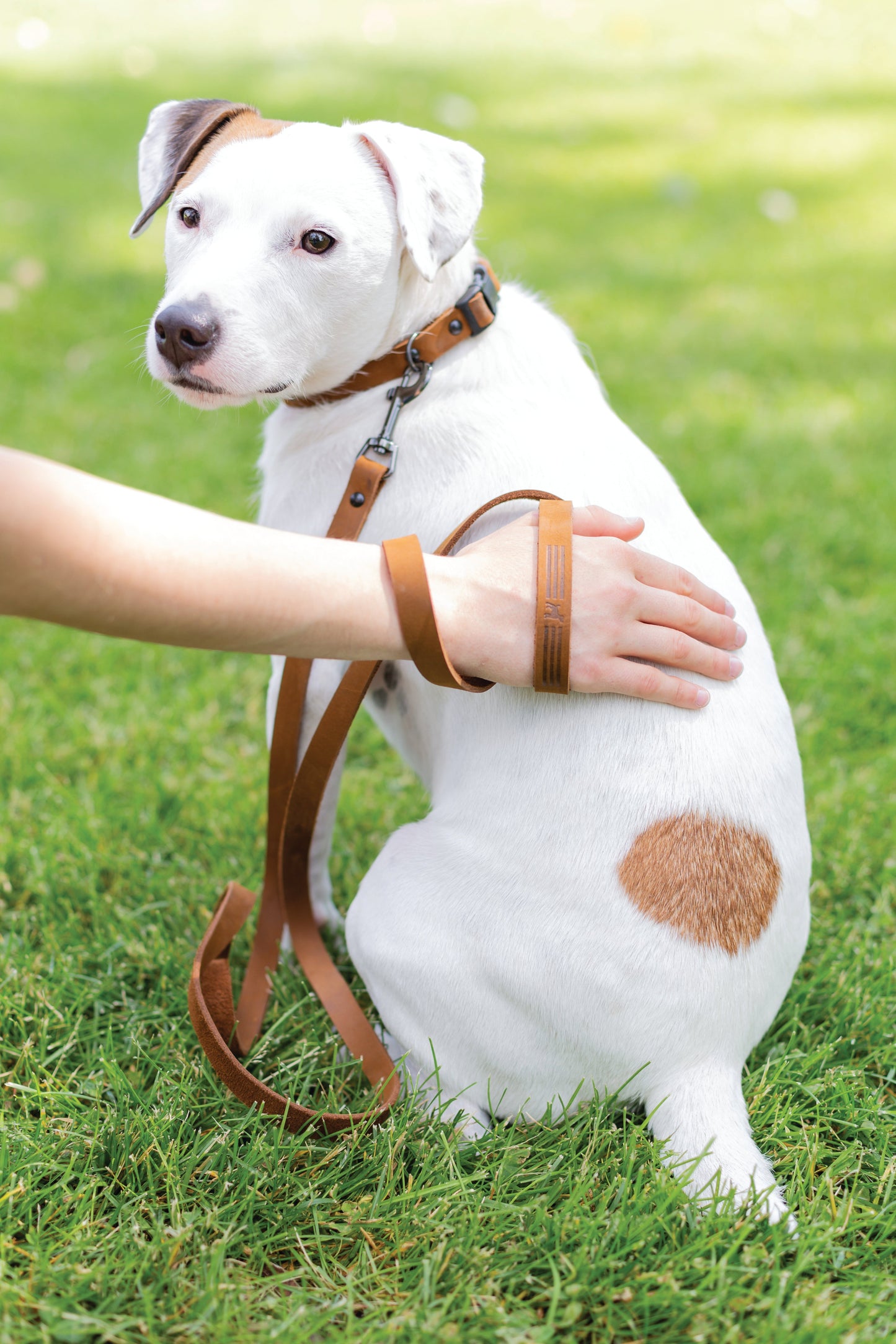 Dog Collar Sport Style Earth Brown Leather Leash for Comfort - detail product image for dog collar