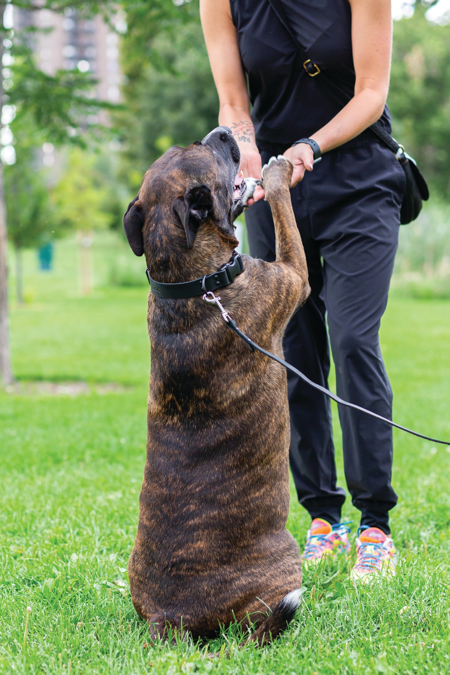 Dog Collar Sport Style Midnight Black Leather Leash Essentia - detail product image for dog collar