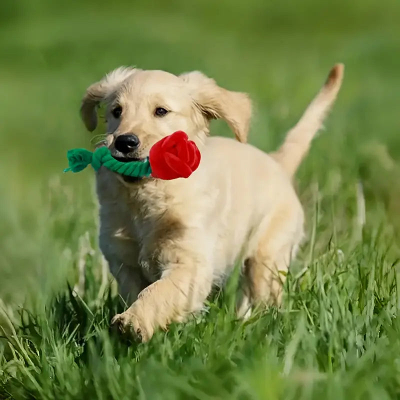 Plush Red Rose Flower Rope Tug Dog Toy