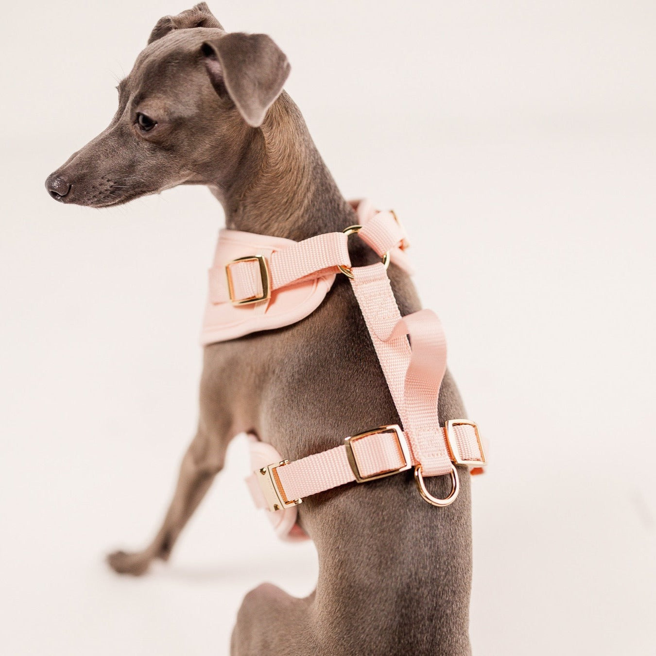 Elise Harness - Rose - Pet Harnesses - Elise Galleria