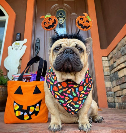 Trick N Treat Cooling Bandana | Purrfect Pet Kingdom