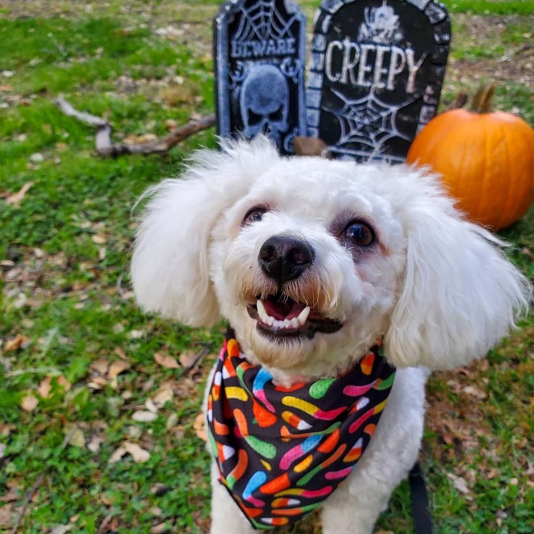 Trick N Treat Cooling Bandana - Dog Bandana - Pawmigo
