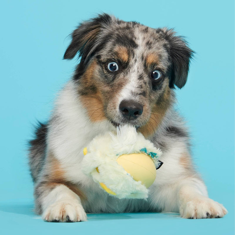 Tough Chick Chicken Super Chewer Yellow Plush (with Hidden Toy Inside) Dog Toy - Sm