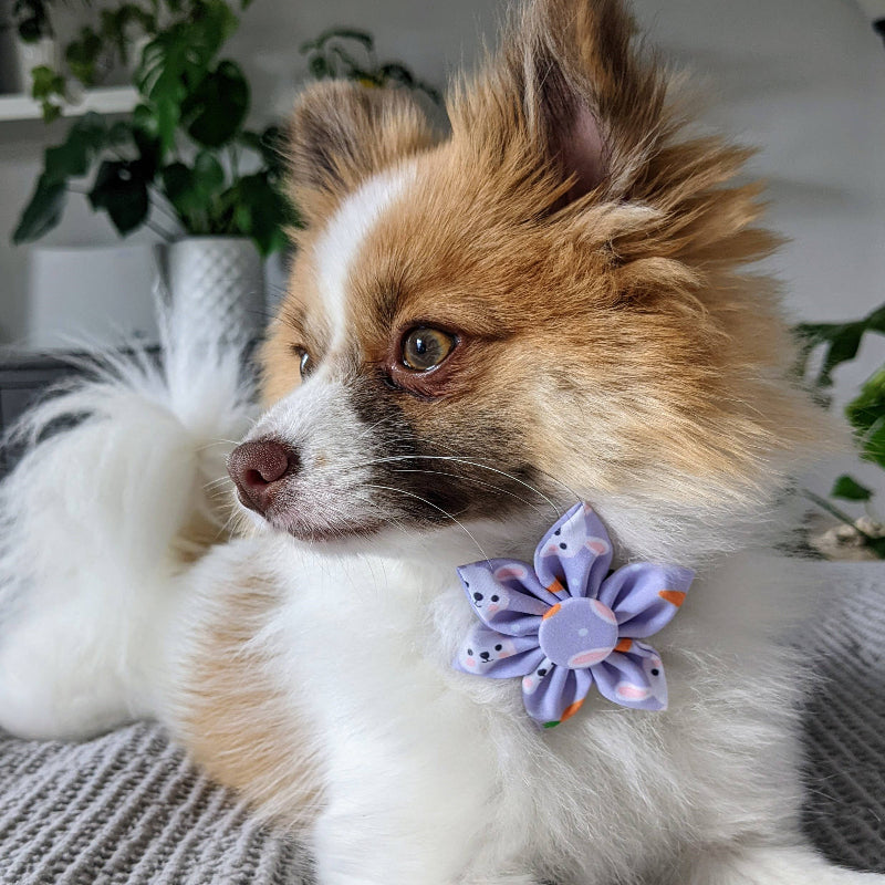 Funny Bunny & Carrots Purple Pinwheel Dog Collar Attachment - 2 Sizes