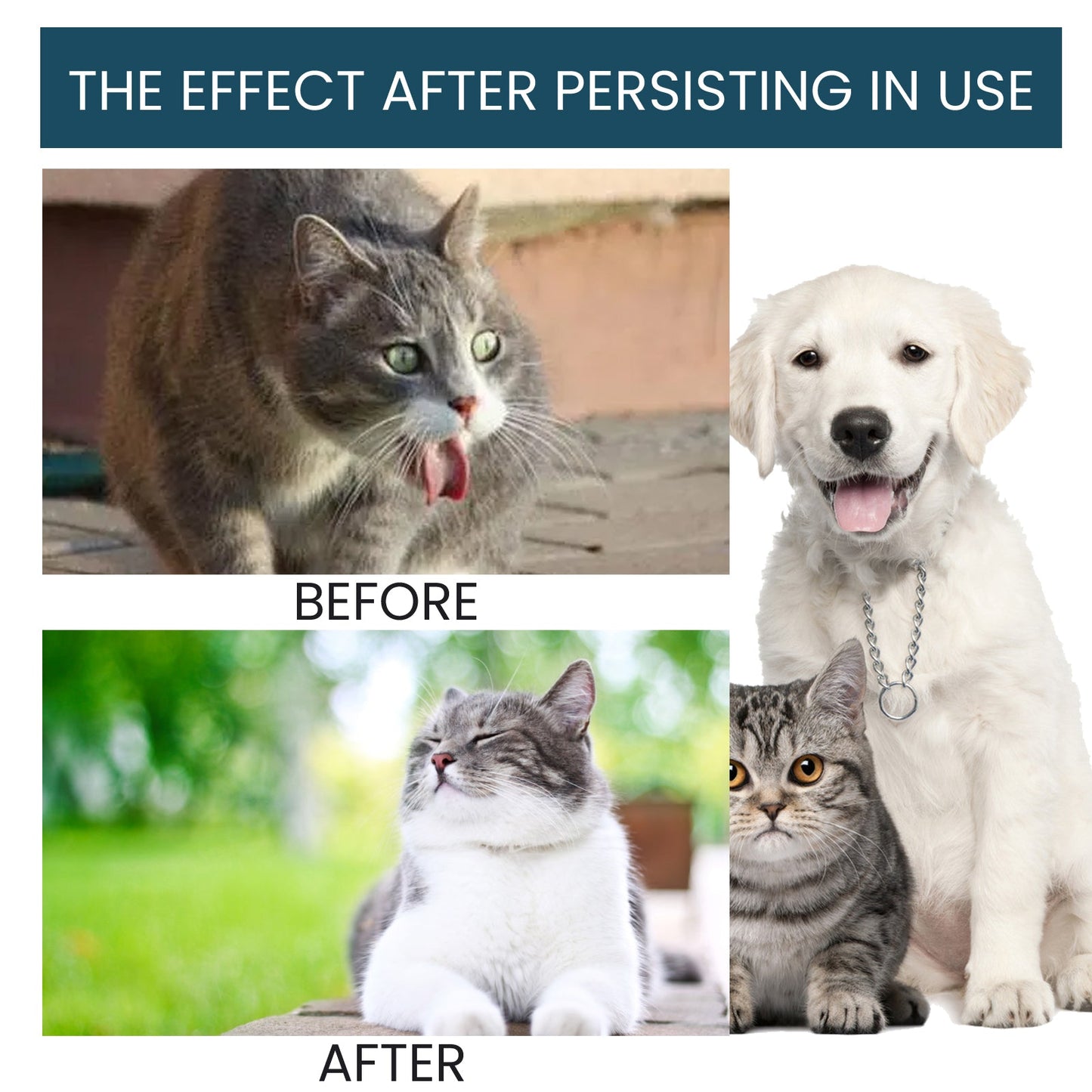 Pet Immune Oral Drops, Special Nutritional And Immune Health Drops For Cats And Dogs - Purrfect Pet Kingdom