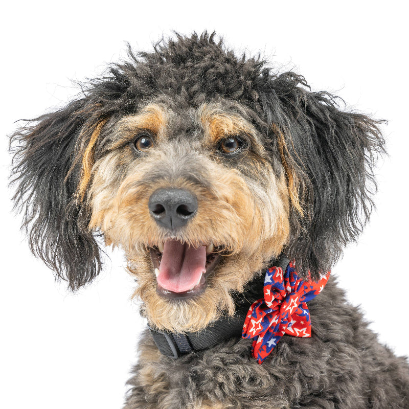 Patriot Stars Pinwheel Pet Collar Attachment - 2 Sizes