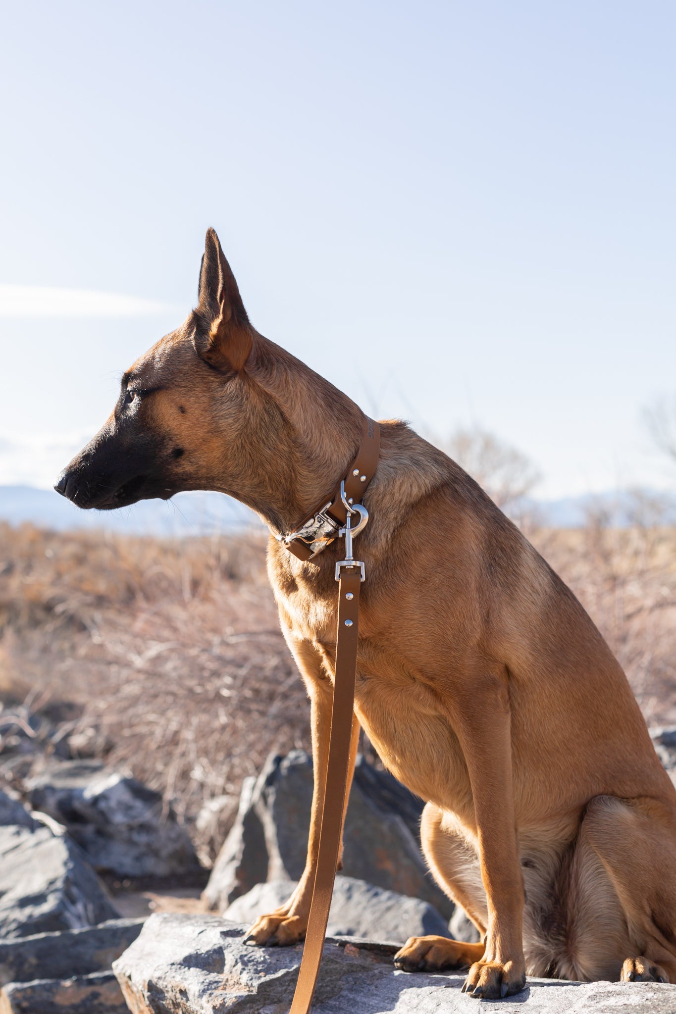 Dog Collar Modern Style Earth Brown Leather Leash Essential - detail product image for dog collar