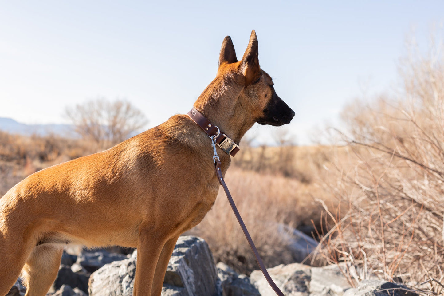 Dog Collar Modern Style Chocolate Leather Leash for Comfort - detail product image for dog collar