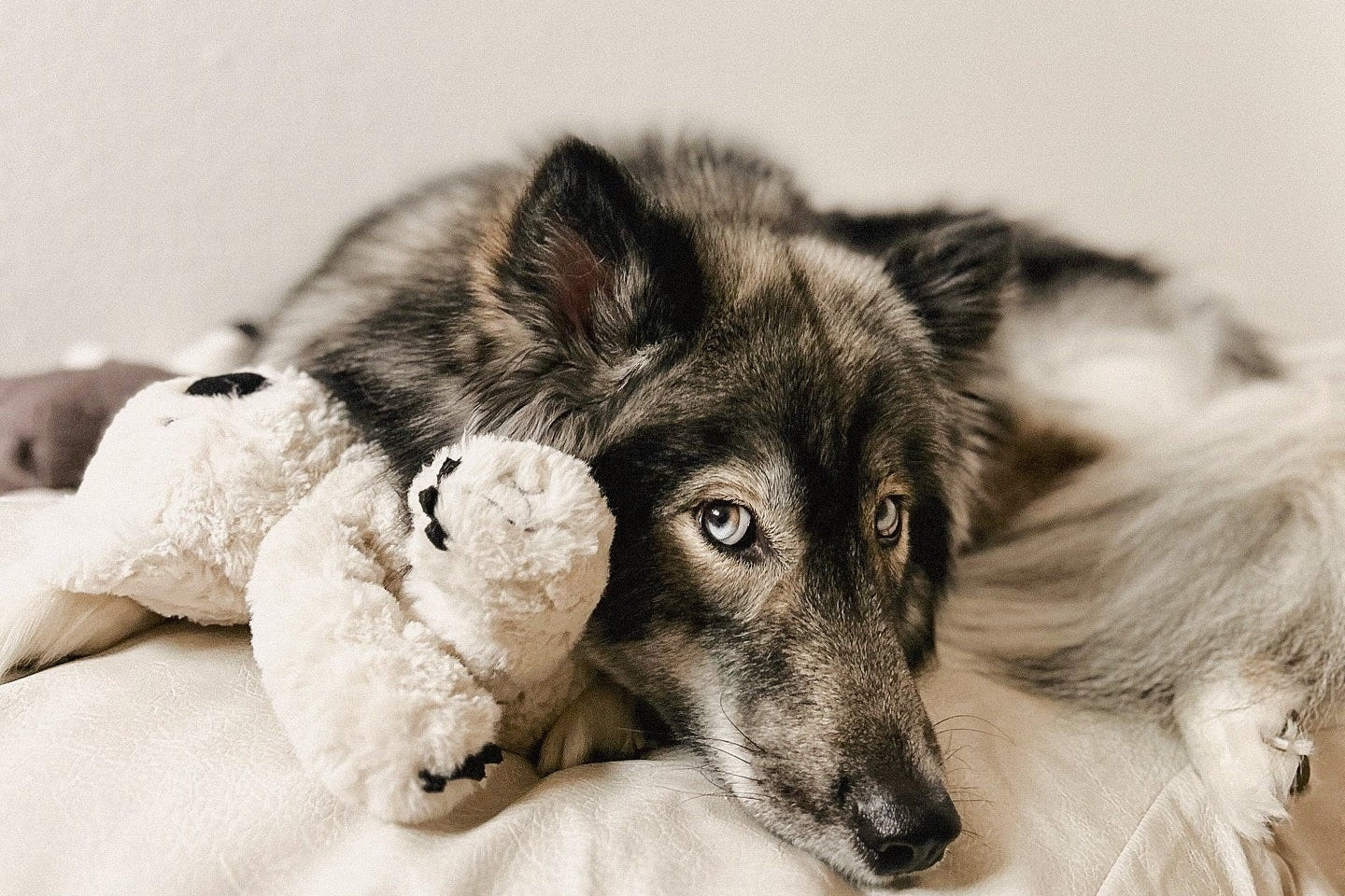 Koko Maxi Plushie - Pet Toy - Elise Galleria
