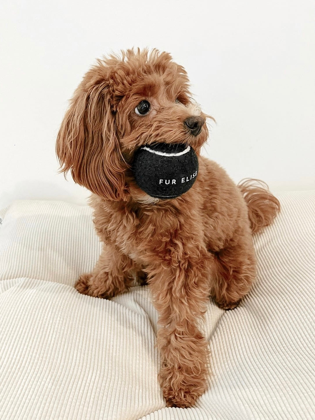 Classic Tennis Ball Set of 5 - Noir - Tennis Ball - Elise Galleria