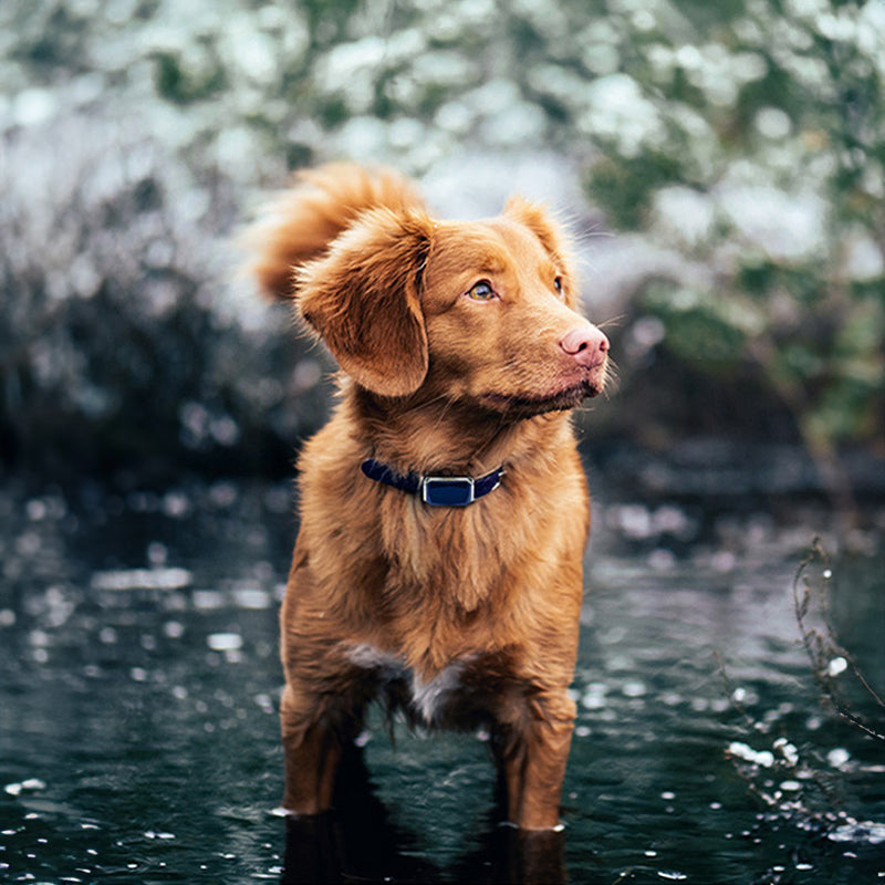 G12 Smart GPS pet tracker: Mini, waterproof, anti - loss collar for dogs & cats