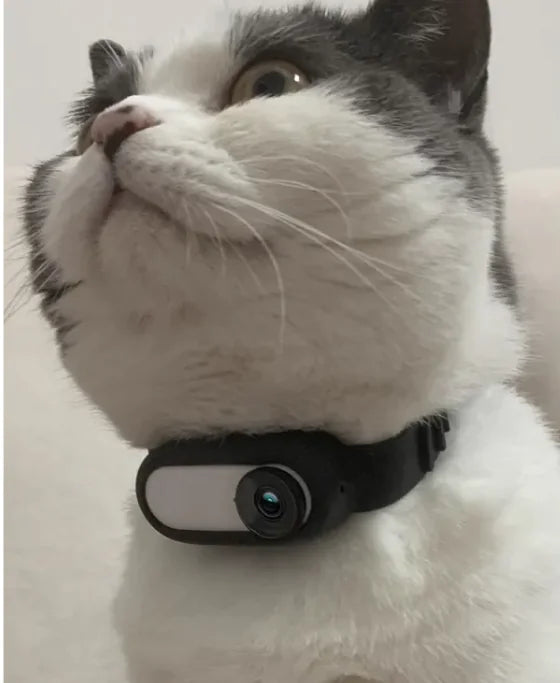 Paw Cam Wireless Pet Collar - Ameraeon