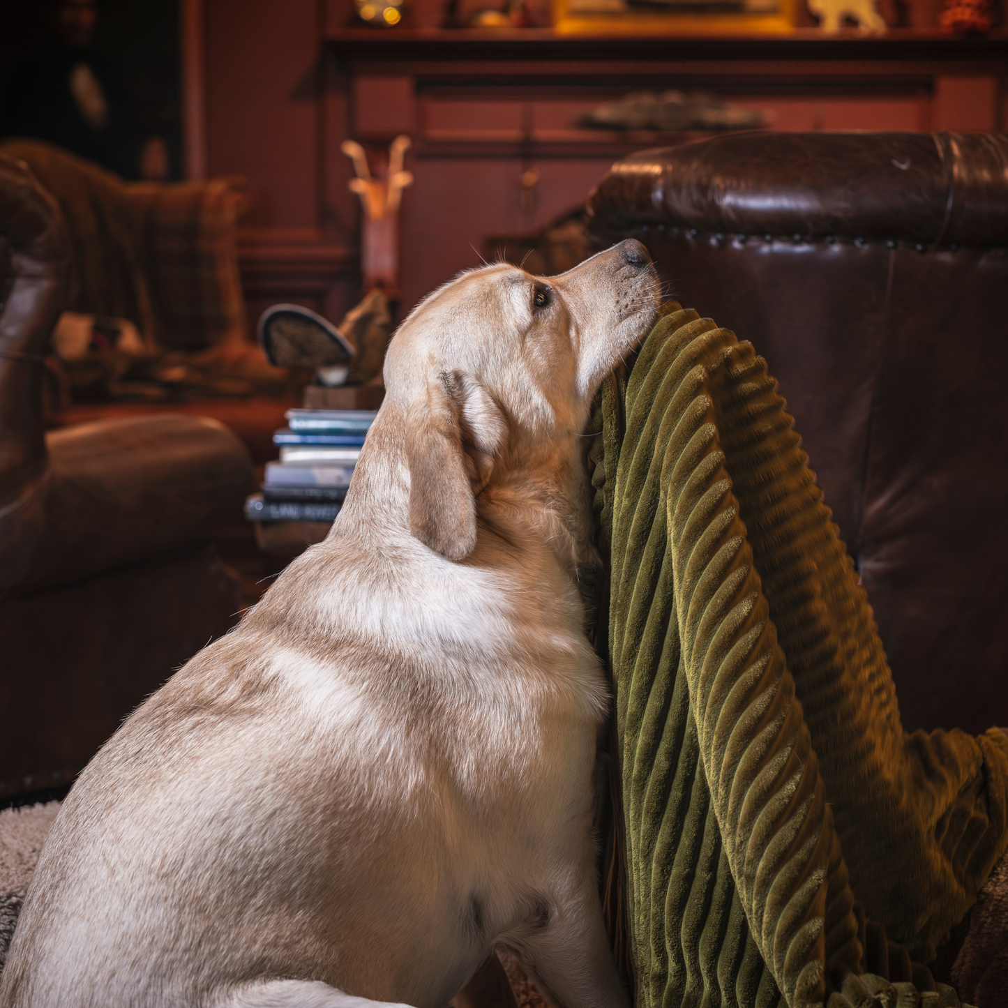 Dog Bed Scout Blankie Double-Sided Plush Blanket for Comfort - gallery product image for dog bed