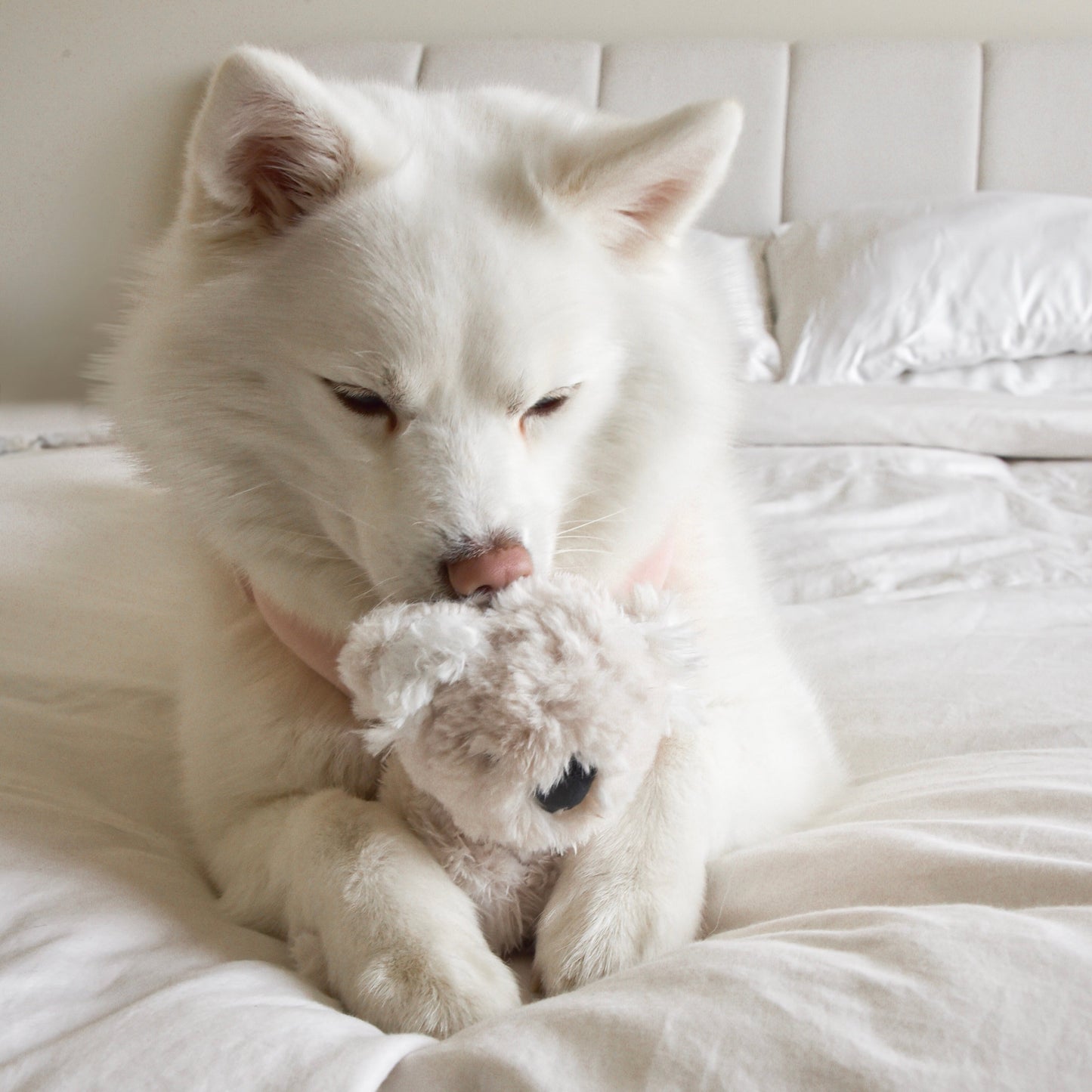 Koko Plushie Set - Pet Toy - Elise Galleria