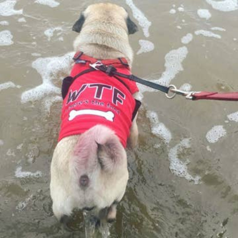 WTF Where's the Food Red Dog T-Shirt