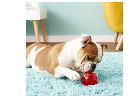 KONG Squeezz Ball Assorted Colors Dog Toy Bundle 3 Count for