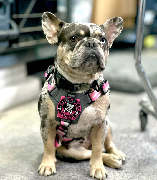 Dog and Crossbones Pink and Black Morale Patch