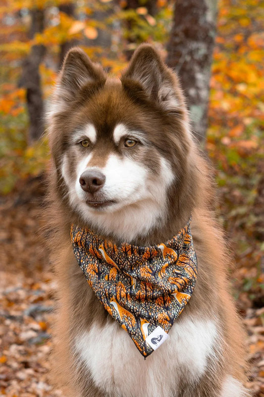 Foxes in Fall Dog Bandana - Purrfect Pet Kingdom