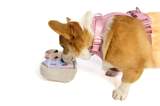Painted Ladies Nose Work Dog Toy