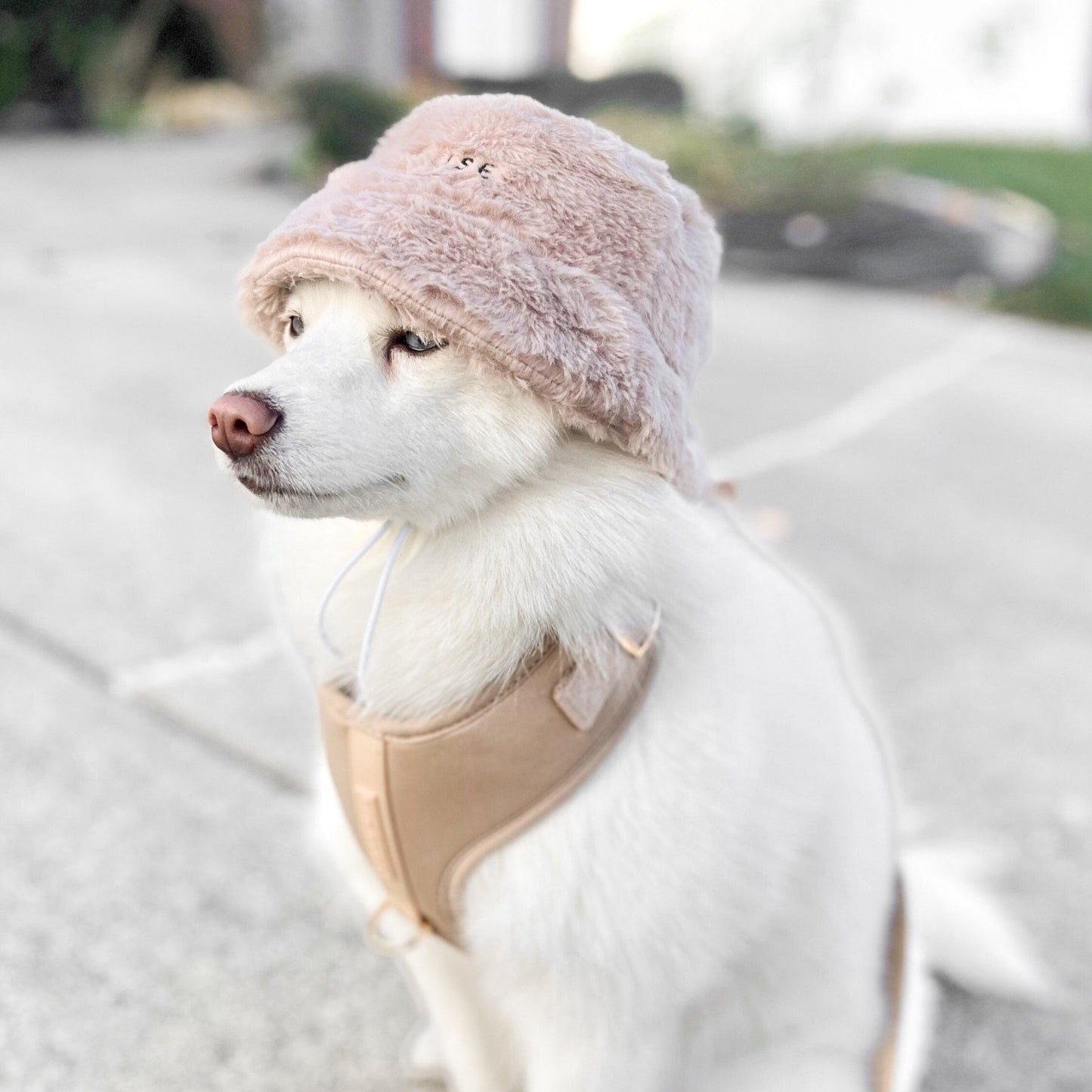 Furi Pet Hat - Sand - Pet Hat - Elise Galleria